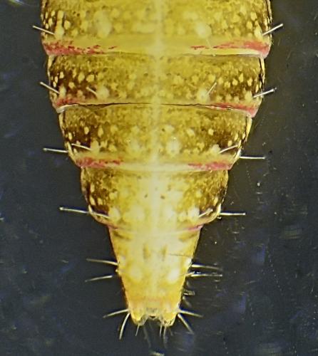 Réf. 329 615 : Streptanus sp.